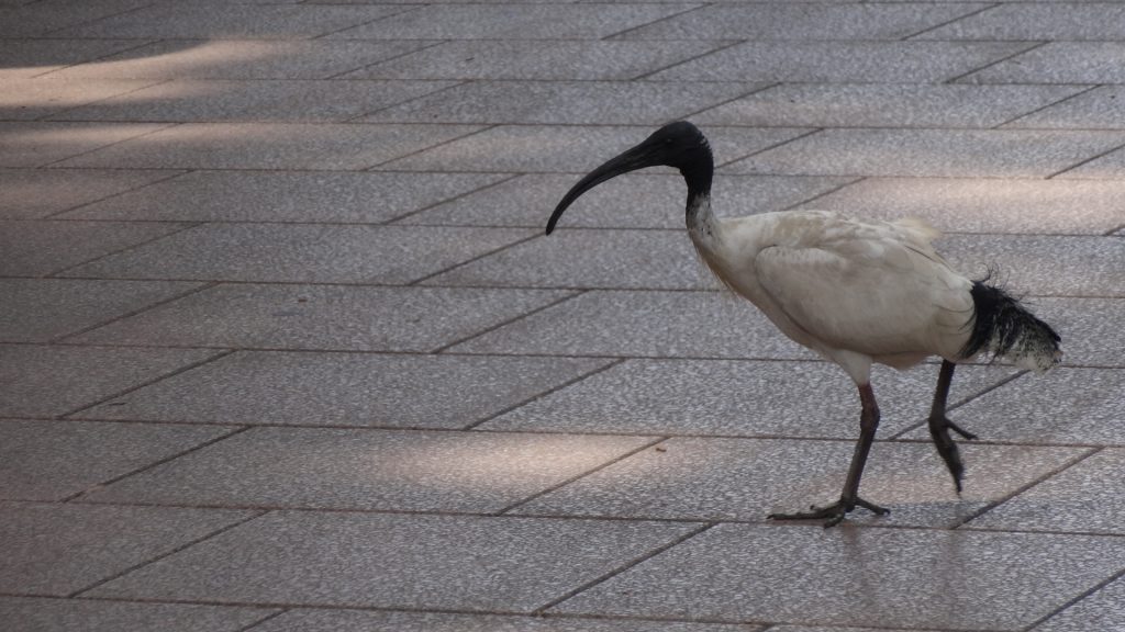 Une rencontre dans Hyde Park