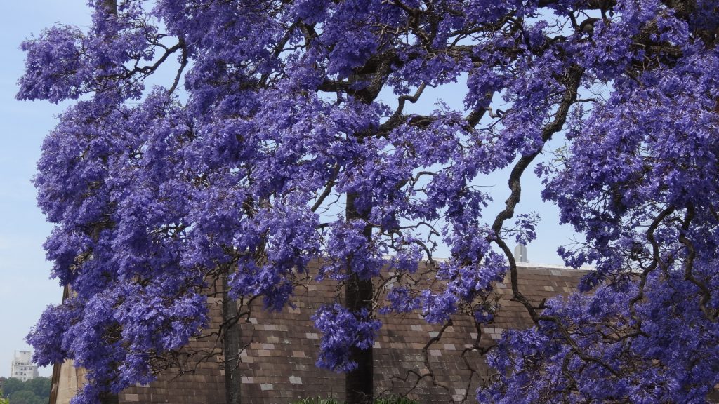 Les jacarandas ont de magnifiques fleurs bleues