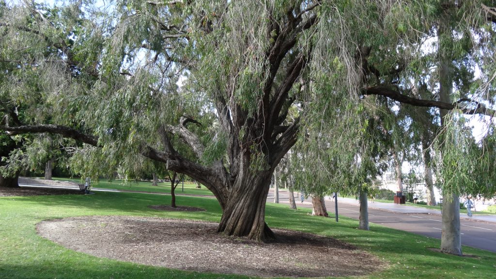 Un arbre dans Kings Park à Perth