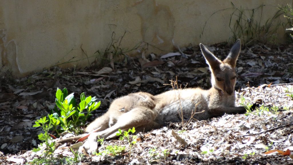 La sieste c'est contagieux