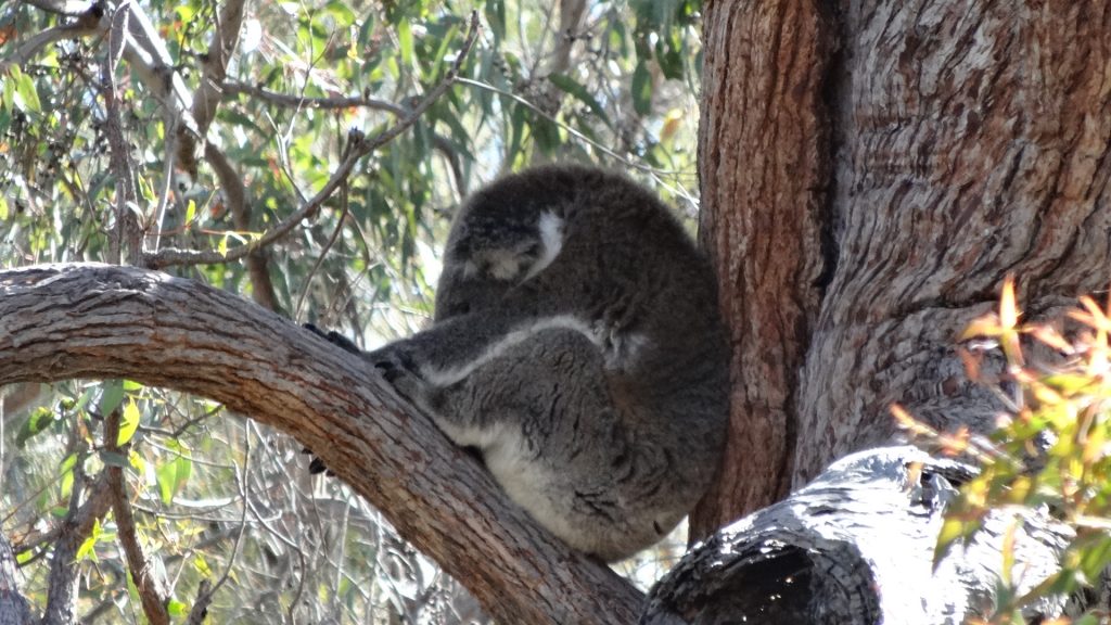 Un Koala qui fait sa sieste