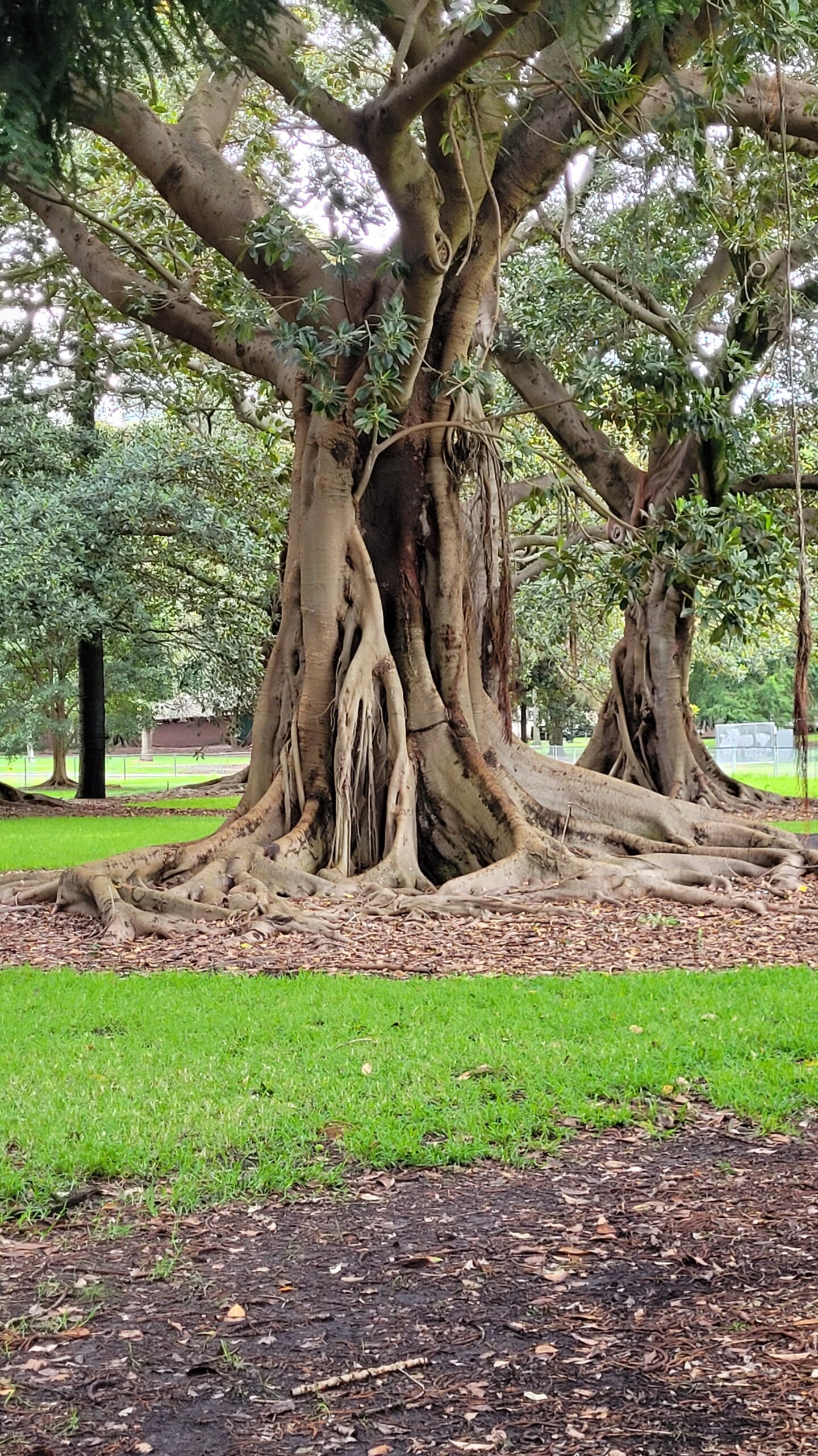Un arbre - ficus? - sur Mrs Macquarie Road
