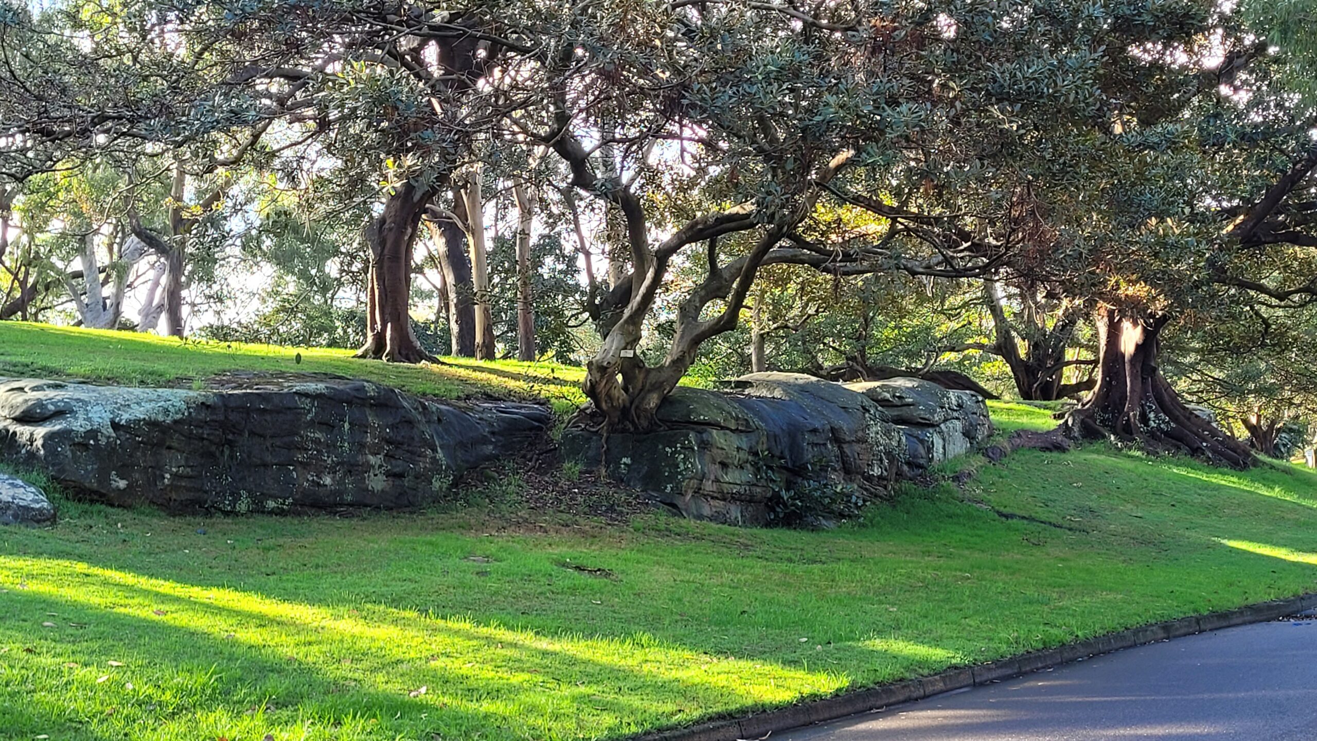 Le long de Mrs Macquarie Road