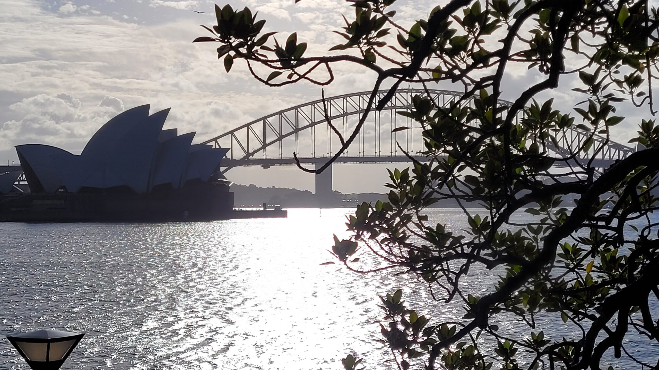 L'Opéra et le Harbour Bridge vus du bas du jardin botanique