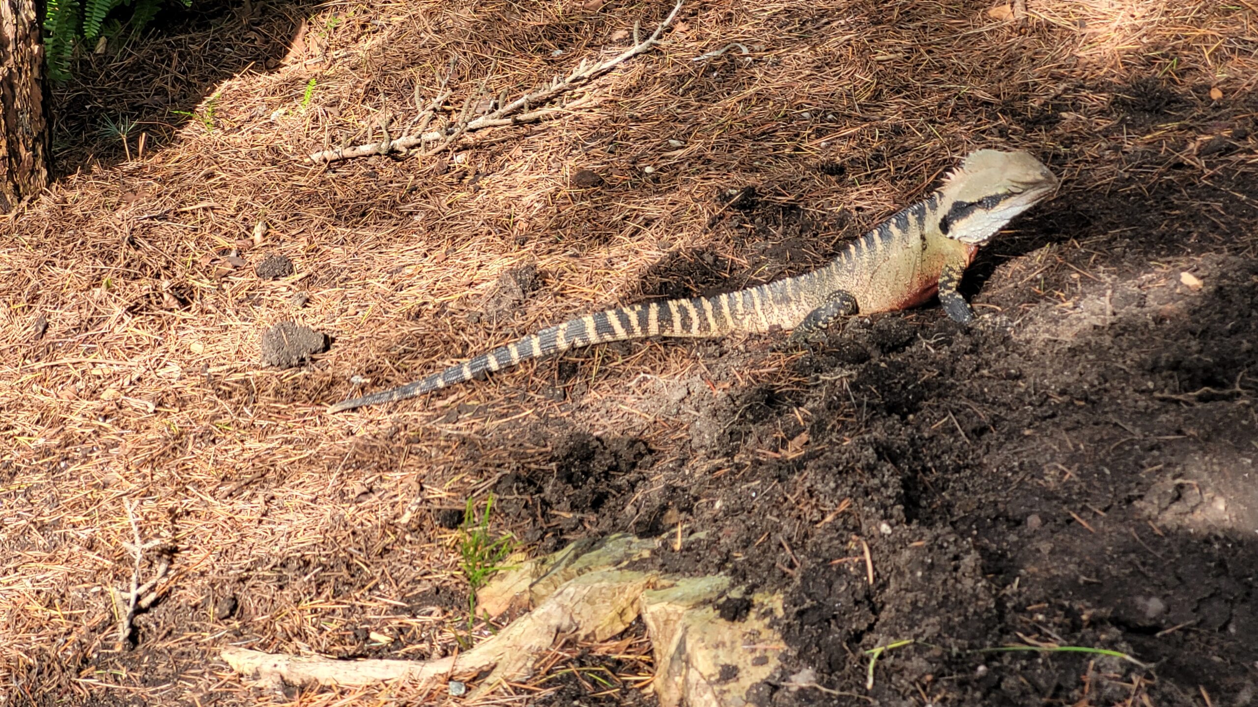 Un lézard dans le jardin chinois
