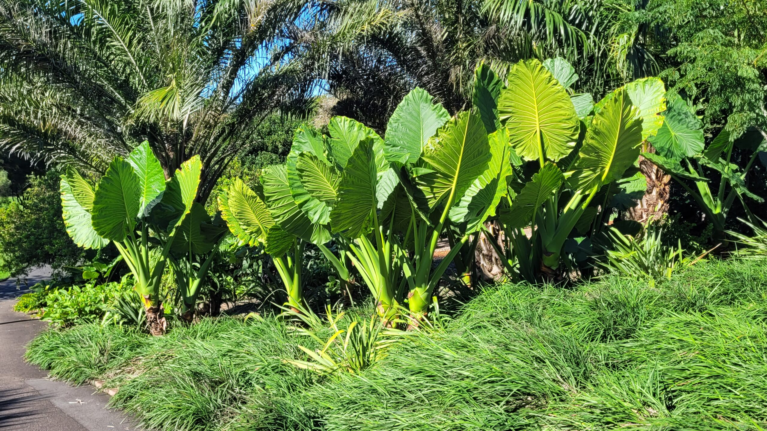 Alocasia? dans le jardin botanique