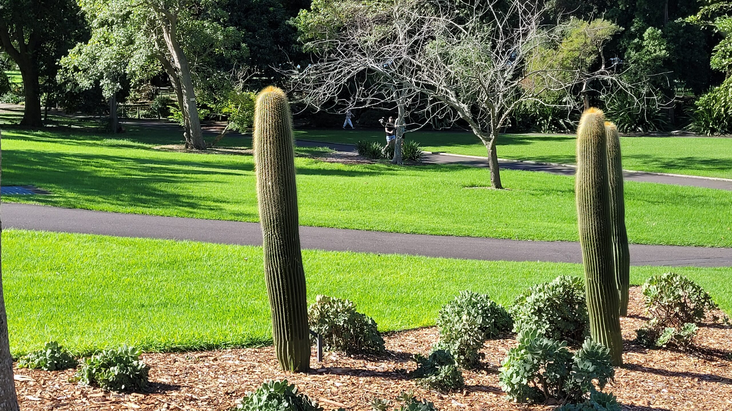 Cactus dans le jardin botanique