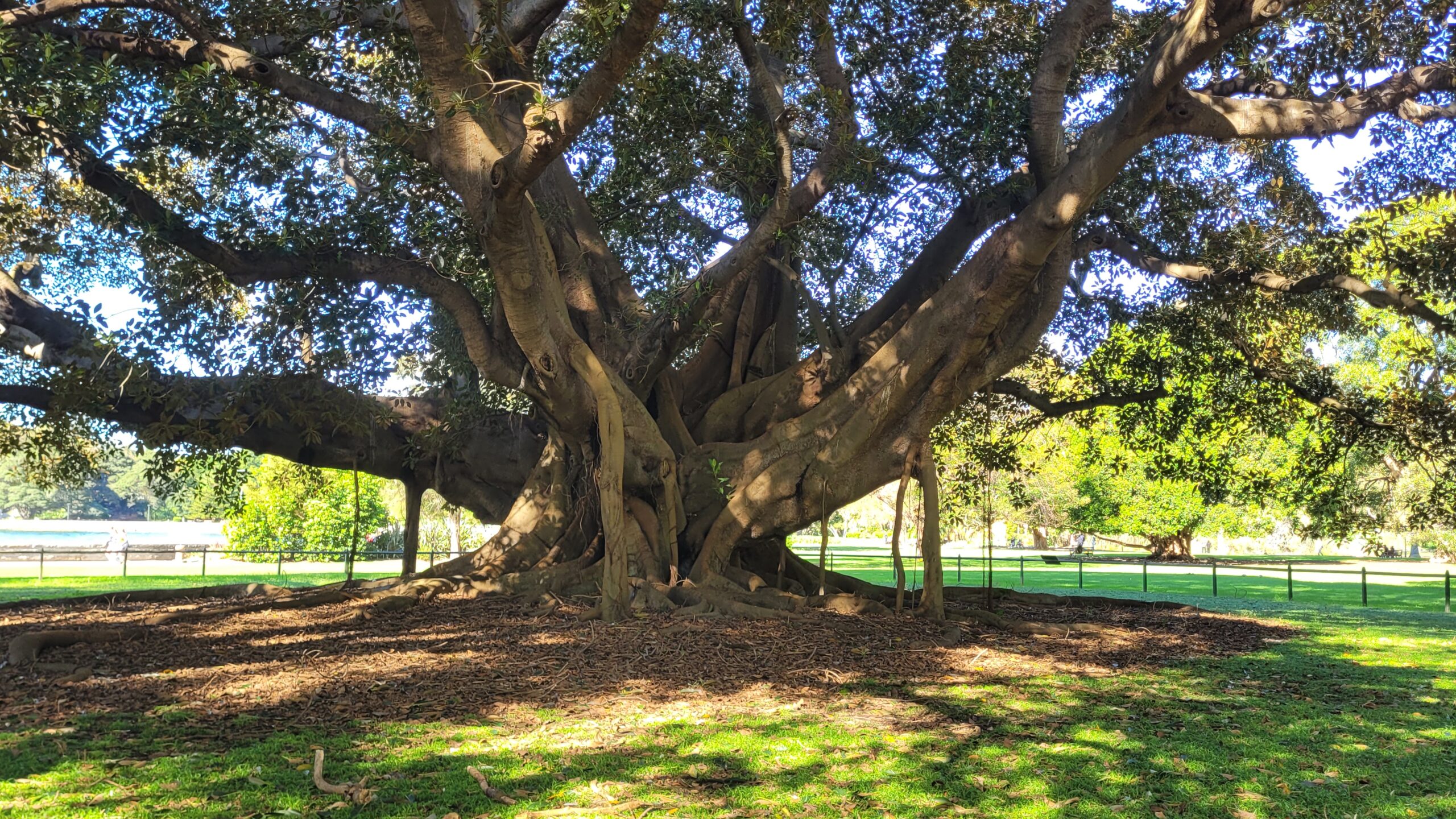 Un énorme ficus dans le jardin botanique