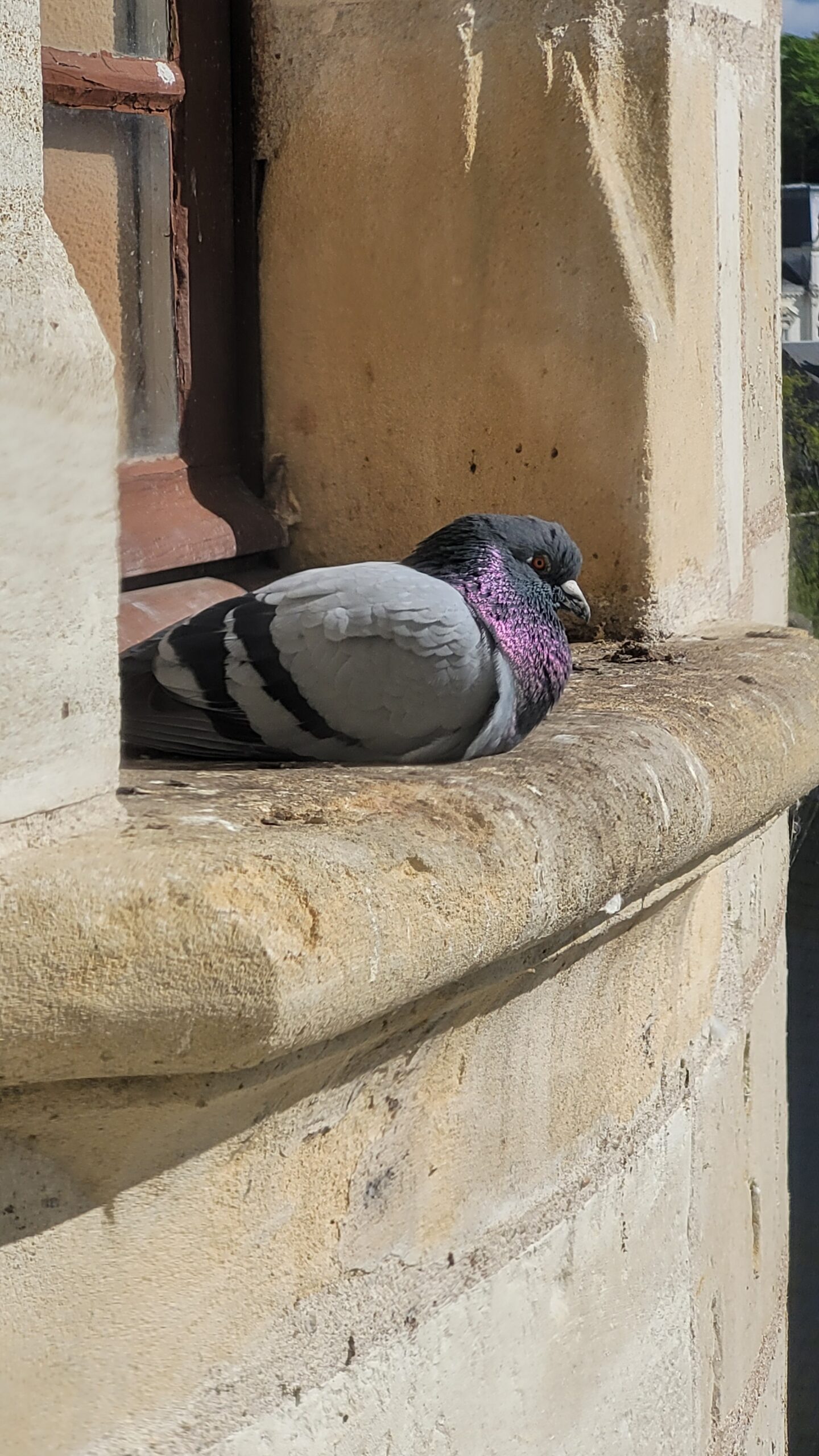 L'heure de la sieste au château