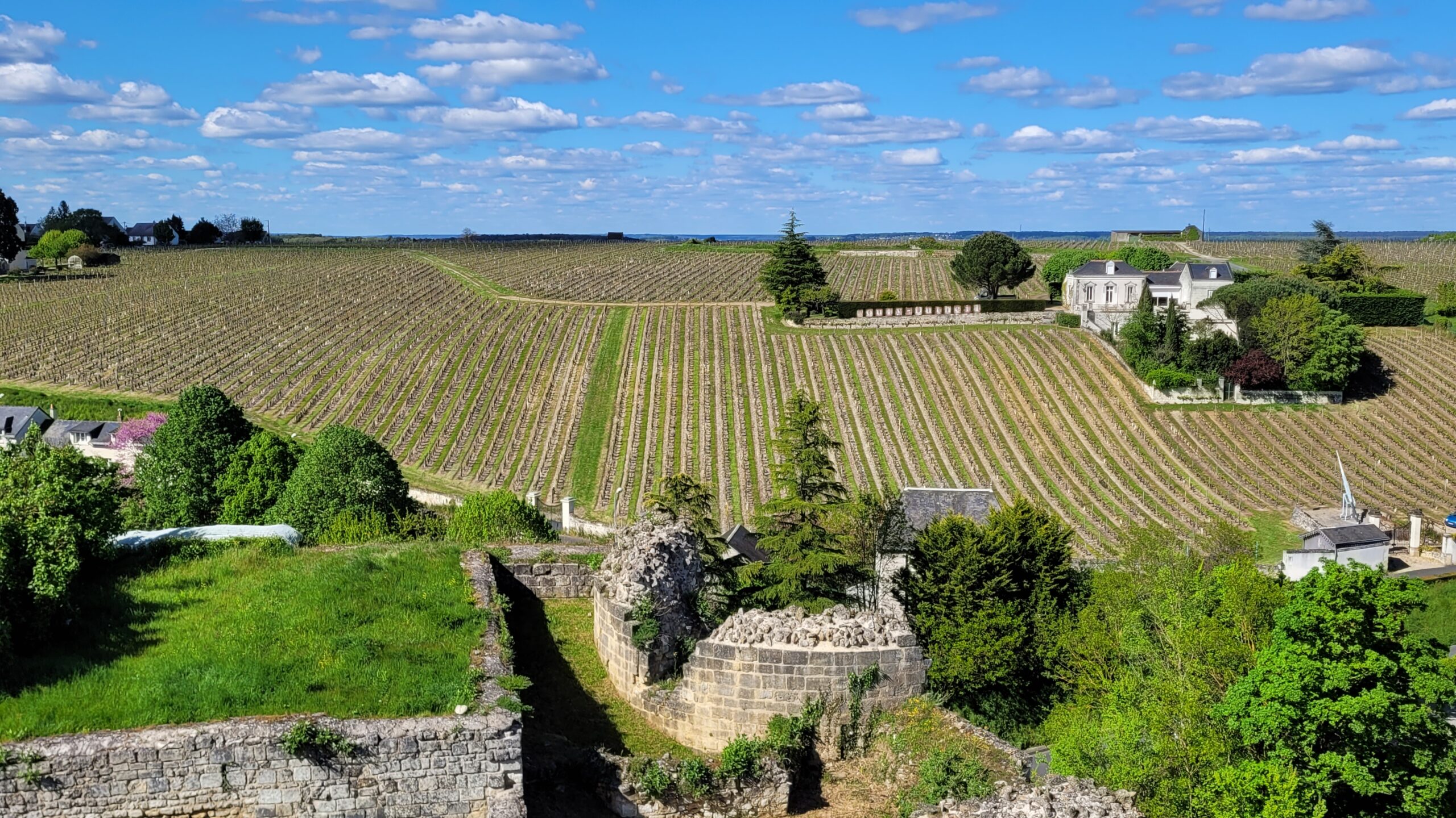 Des vignobles derrière la forteresse de Chinon