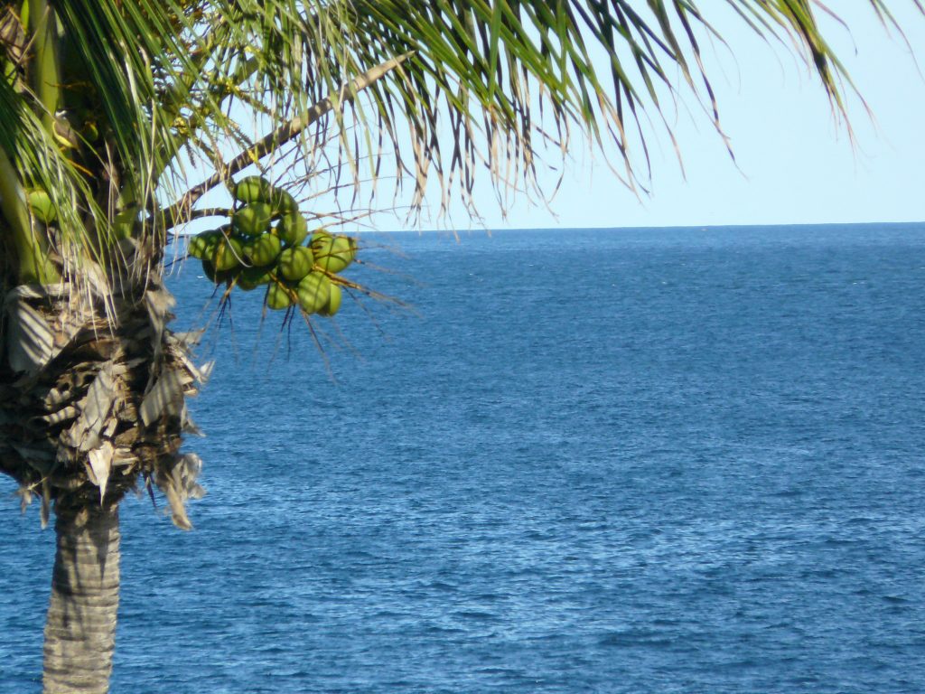 Des noix de coco devant l'océan.