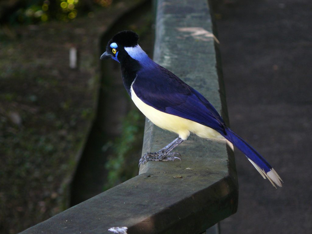 Un oiseau comme on en voit pas chez nous.