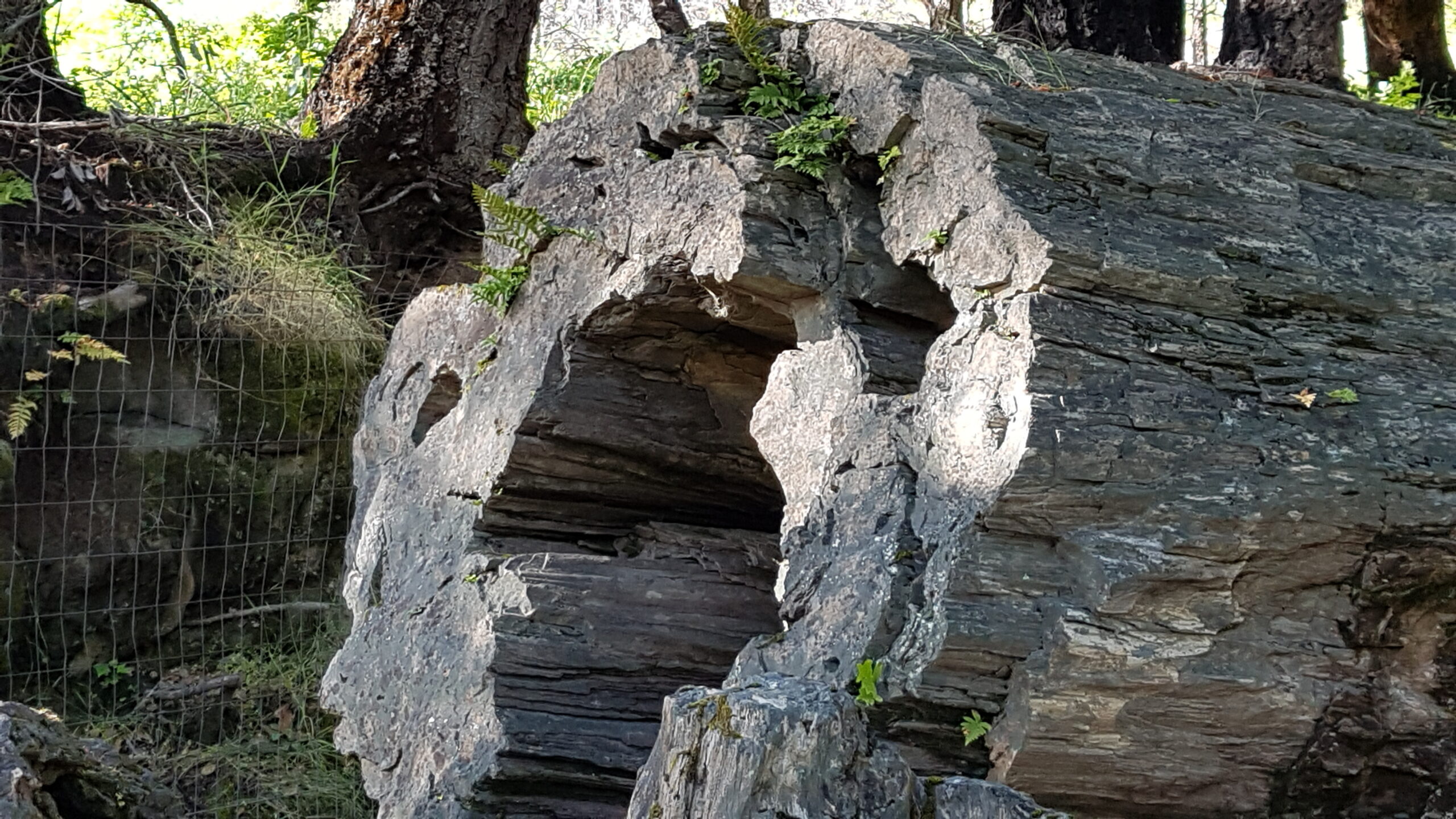 Un arbre pétrifié