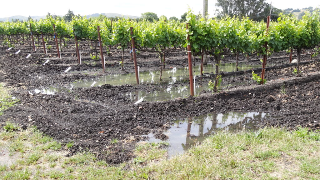 Les vignes ne manquent pas d'eau!