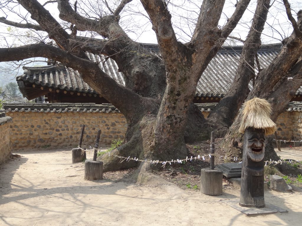 Un arbre sacré dans le village Coréen traditionnel d'Hahoe.