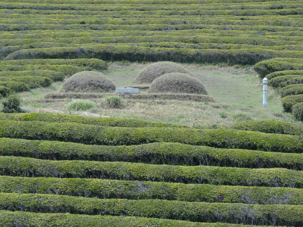 Des tombes au milieu de la plantation de thé.