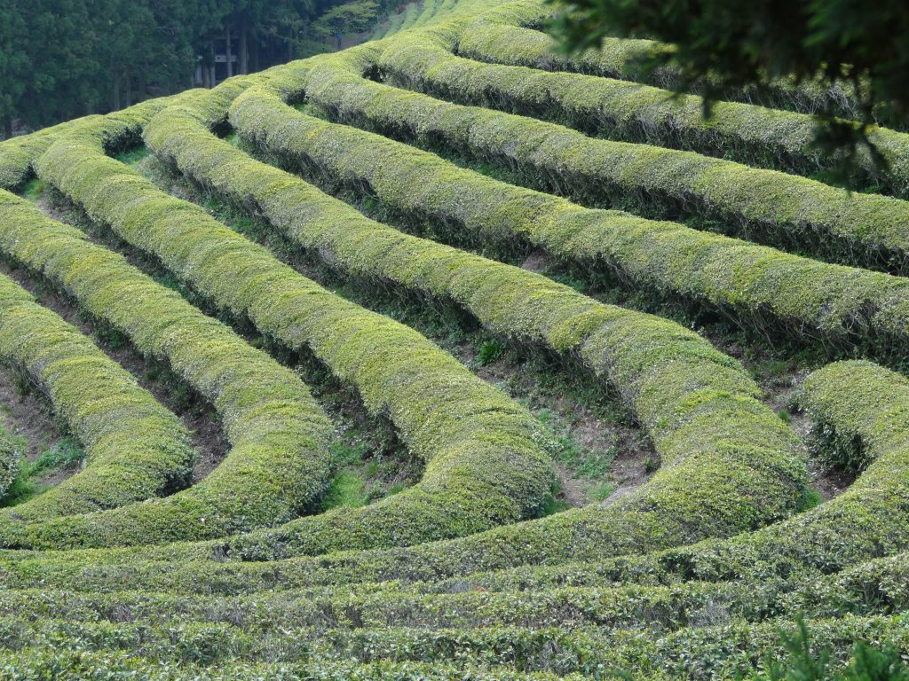 Une plantation de thé à flanc de colline à Boseong.