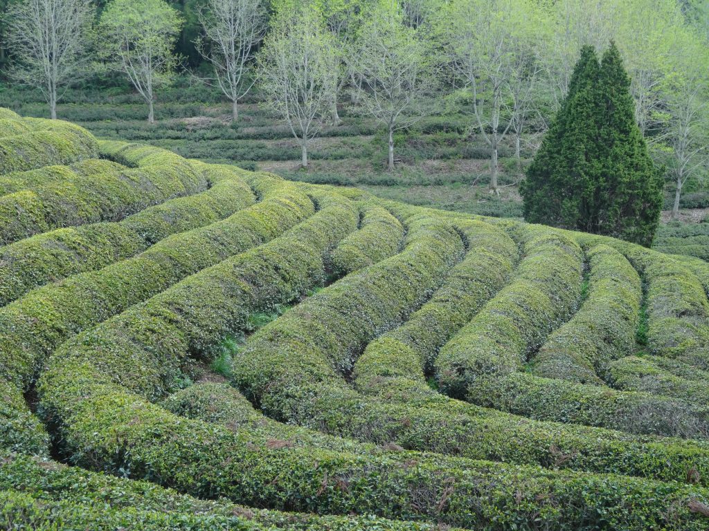Une plantation de thé à flanc de colline à Boseong.
