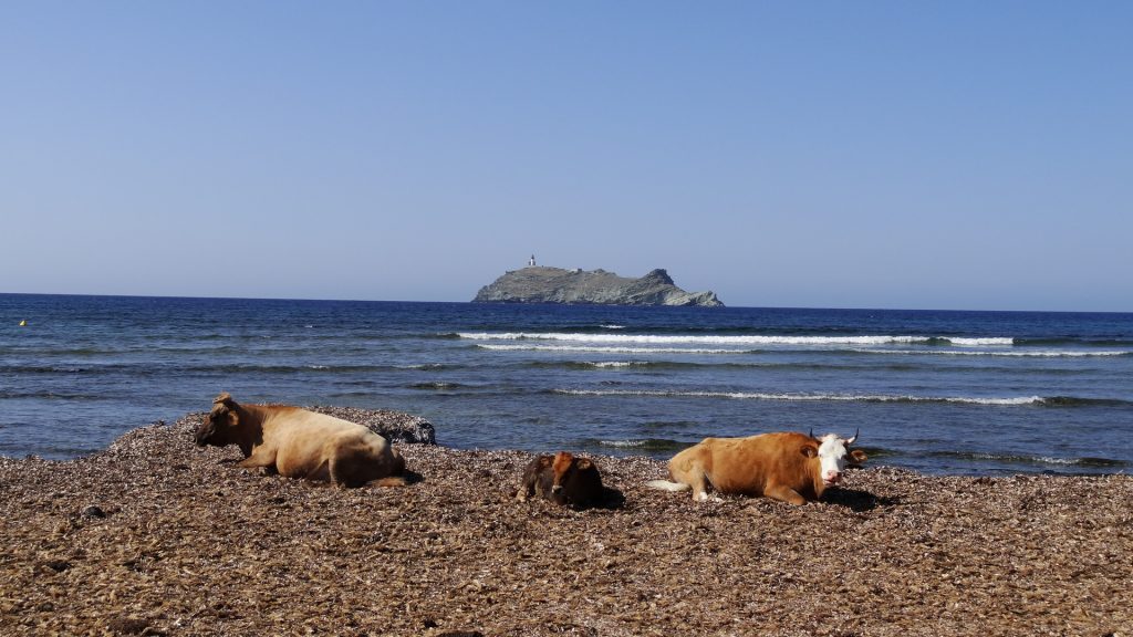 Plage de Barcaggio