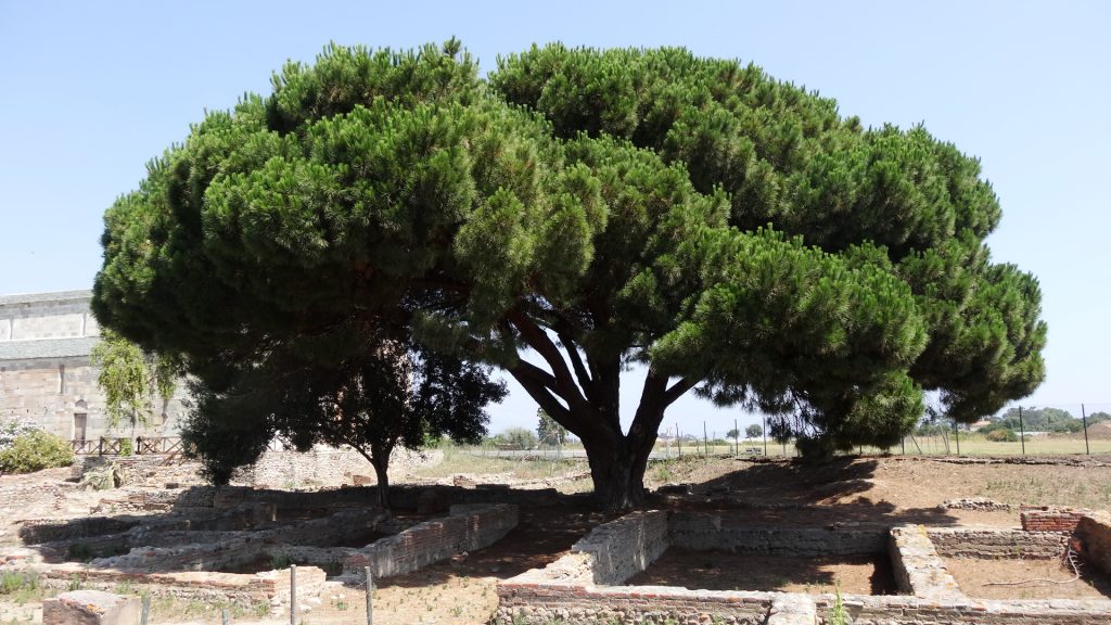 Ruines de Mariana, Pin parasol et la Canonica