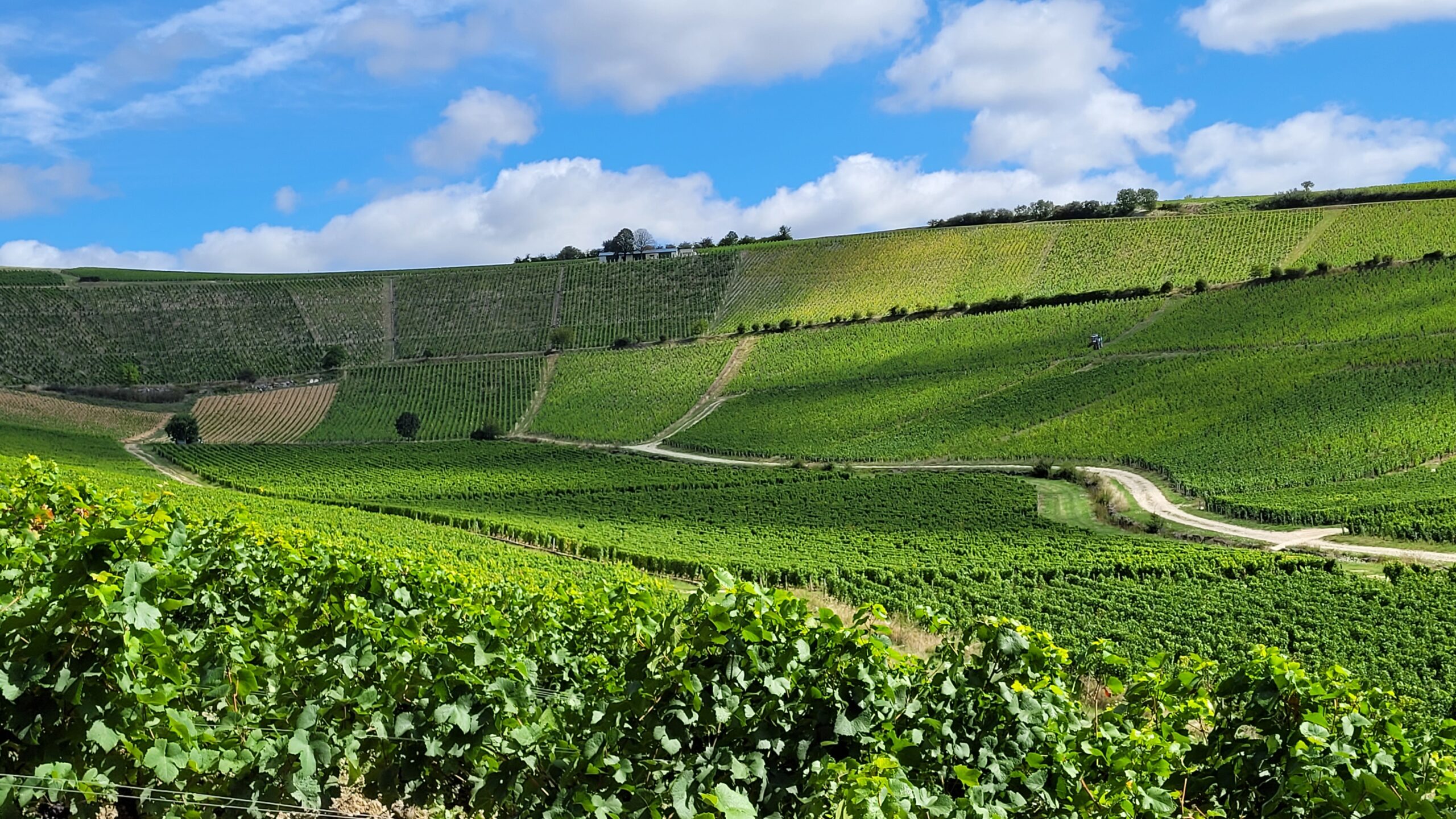 Les vignobles du creux de la Poussie à Bué en Sancerrois