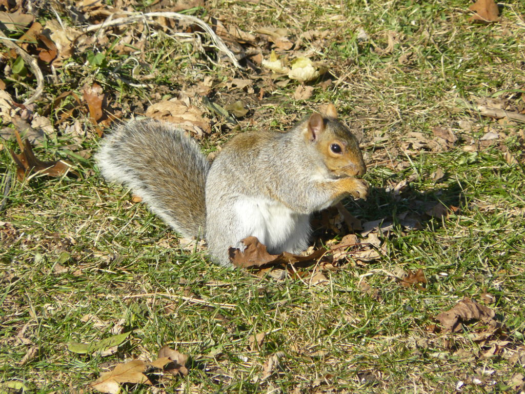 Dans le parc du mont royal