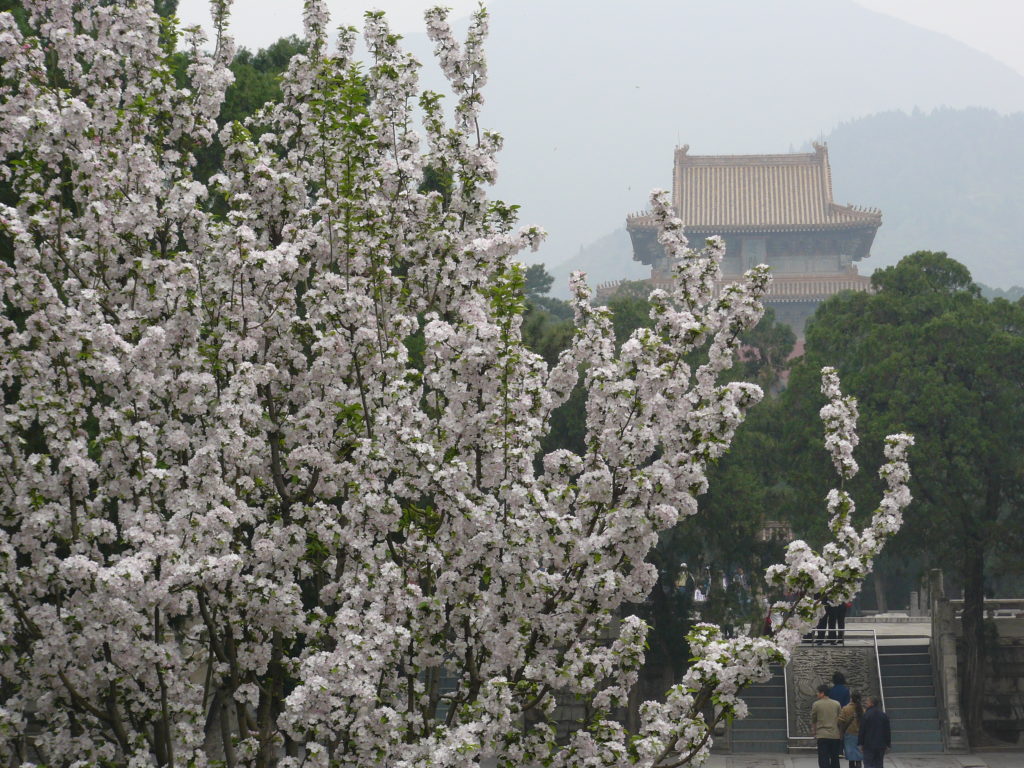 Un arbre en fleurs vers l'accès de l'un des tombeaux