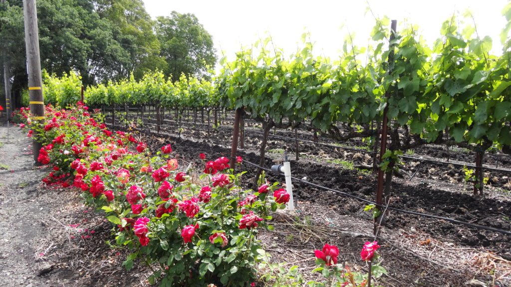 A vineyard in Sonoma valley