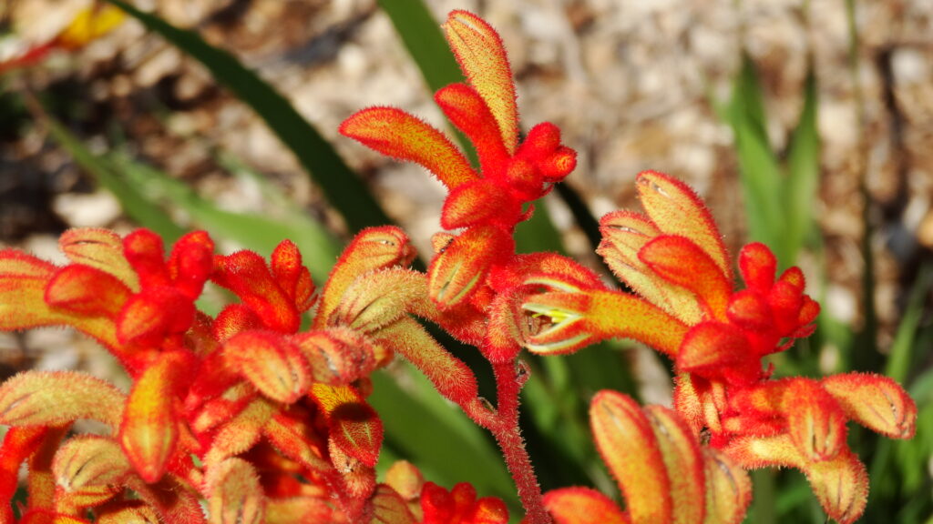 Des fleurs au jardin botanique.