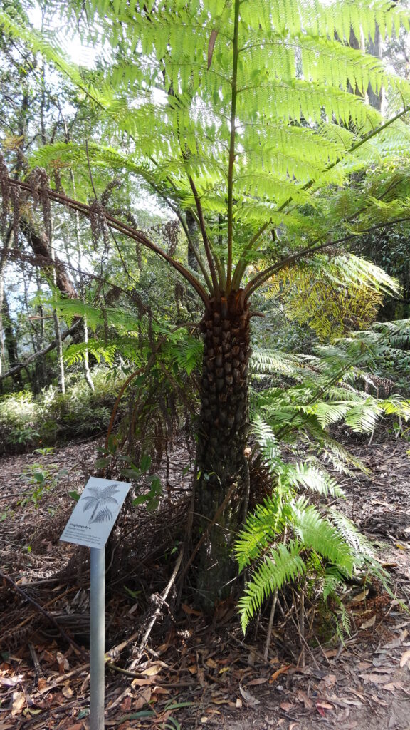 Tree-fern à Fitzroy Falls