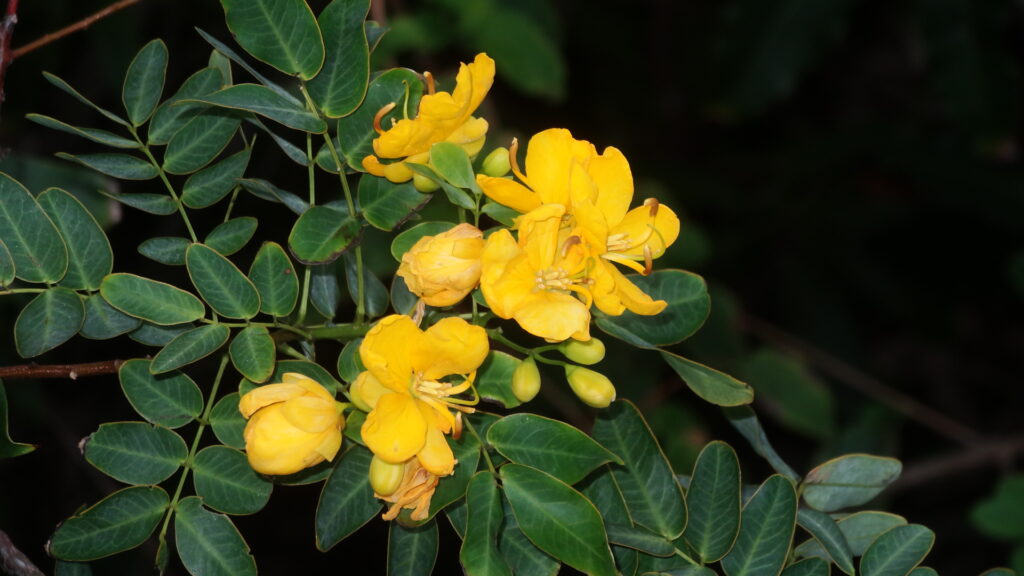 Des fleurs d'acacia.