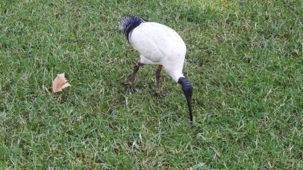 Un ibis peu concerné par les échecs!