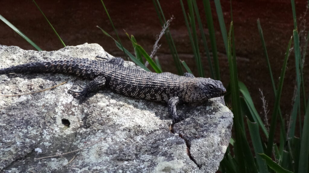 Certains reptiles sont petits et inoffensifs.
