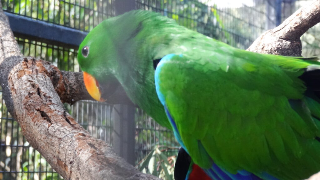 Malheureusement pour lui, ce beau perroquet vert est en cage.