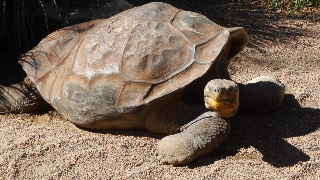 Les tortues sont très calmes.