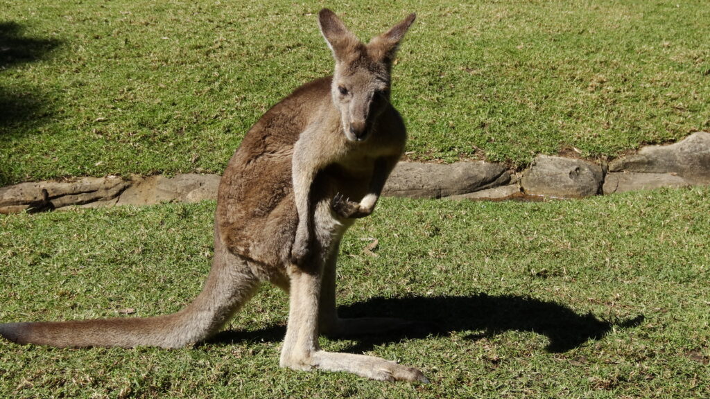 Assez normal en Australie, un kangourou.