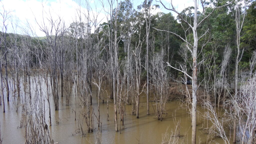 Des arbres noyés par un lac de barrage.
