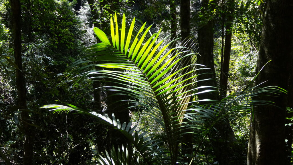 La forêt tropicale (ou presque).
