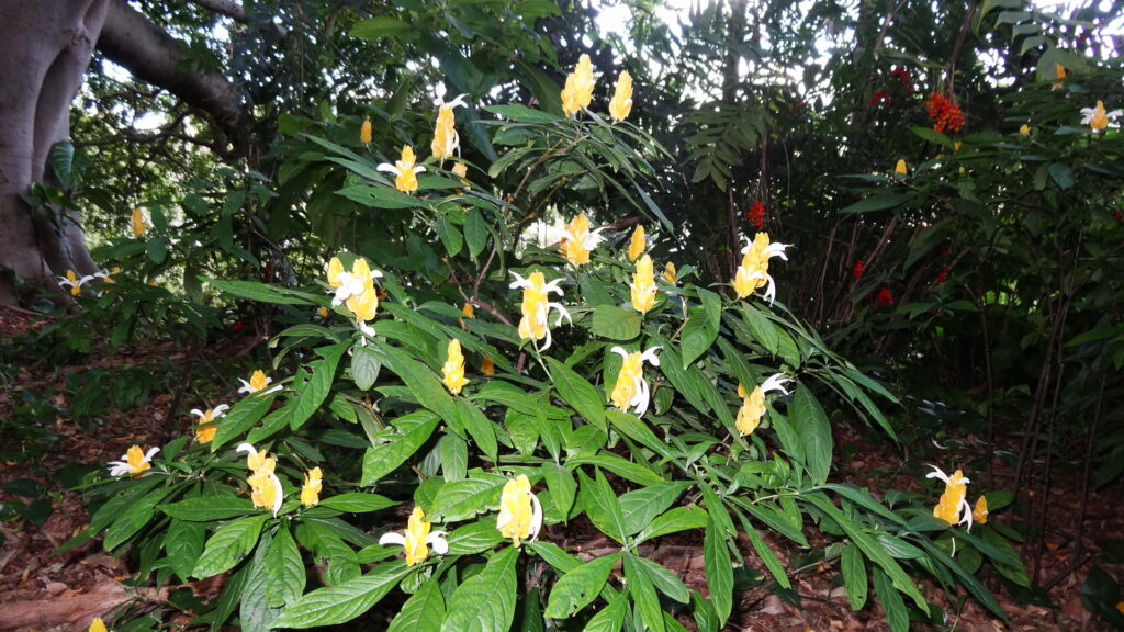 Des fleurs dans le jardin botanique.