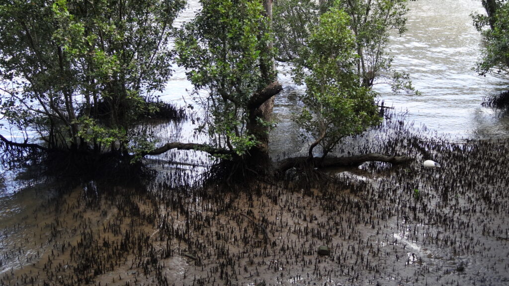 Une mangrove au bord de la Brisbane river.