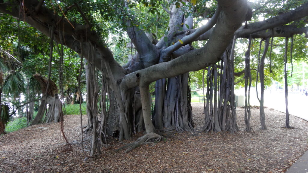 Les racines de cet arbre descendent de ses branches.