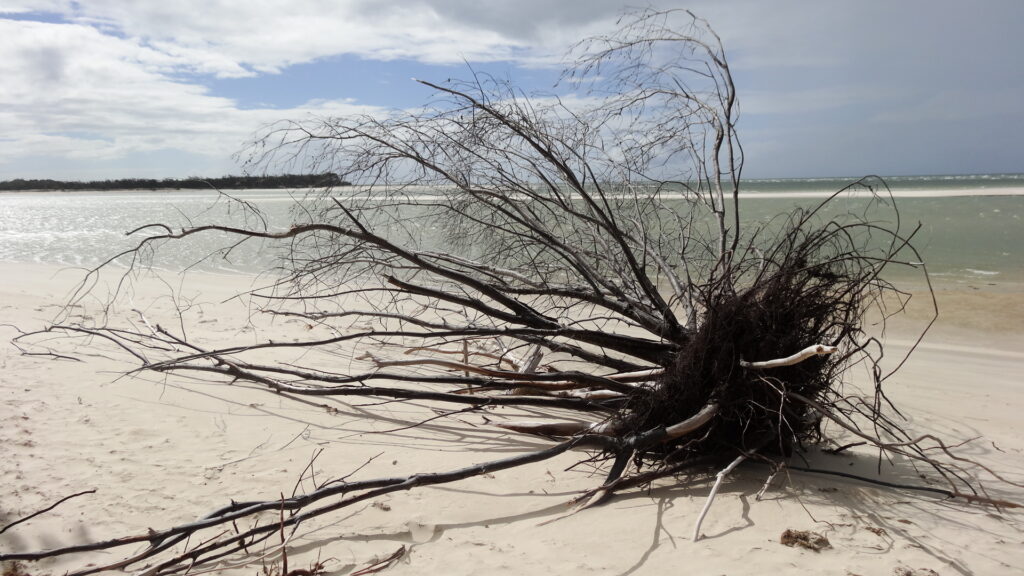 Un arbre mort sur la plage à Woodgate Beach.