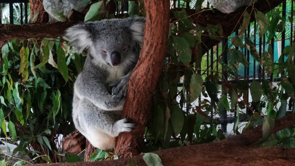 Manger et dormir sont les deux actions majeures des koalas.