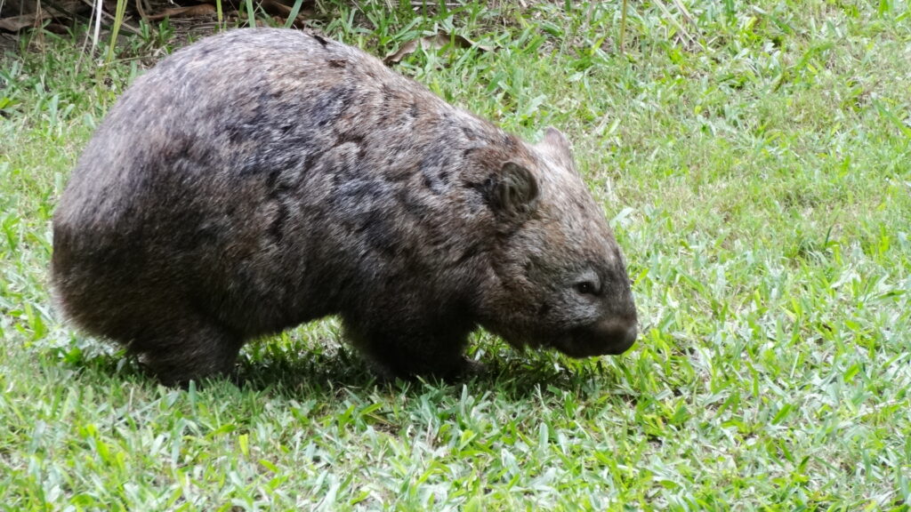 Un wombat.