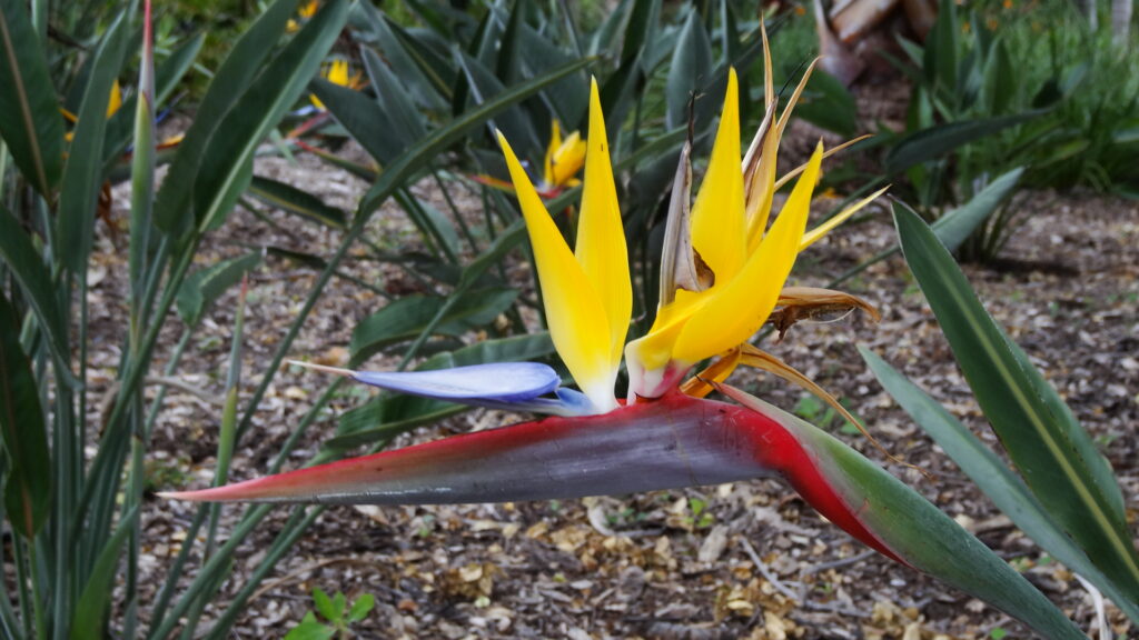 Les fleurs sont très colorées.