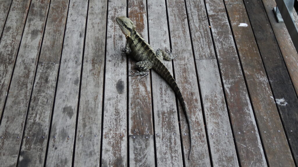 Cette petite bête est venue quémander sur la terrasse du café.