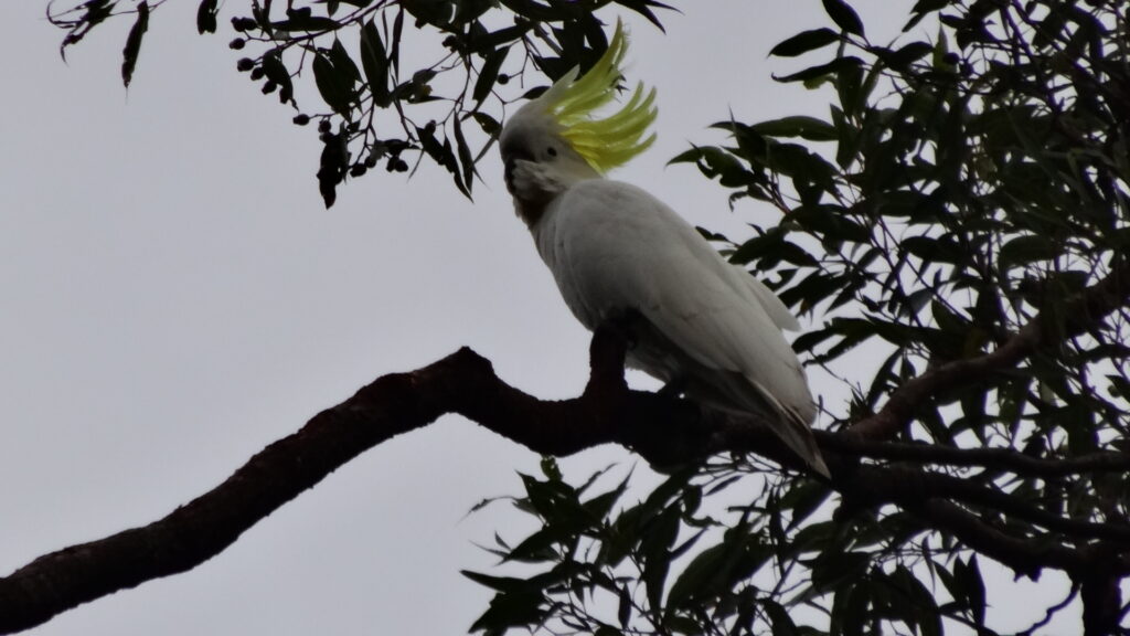 Un cacatoès dans le jardin botanique de Brisbane.