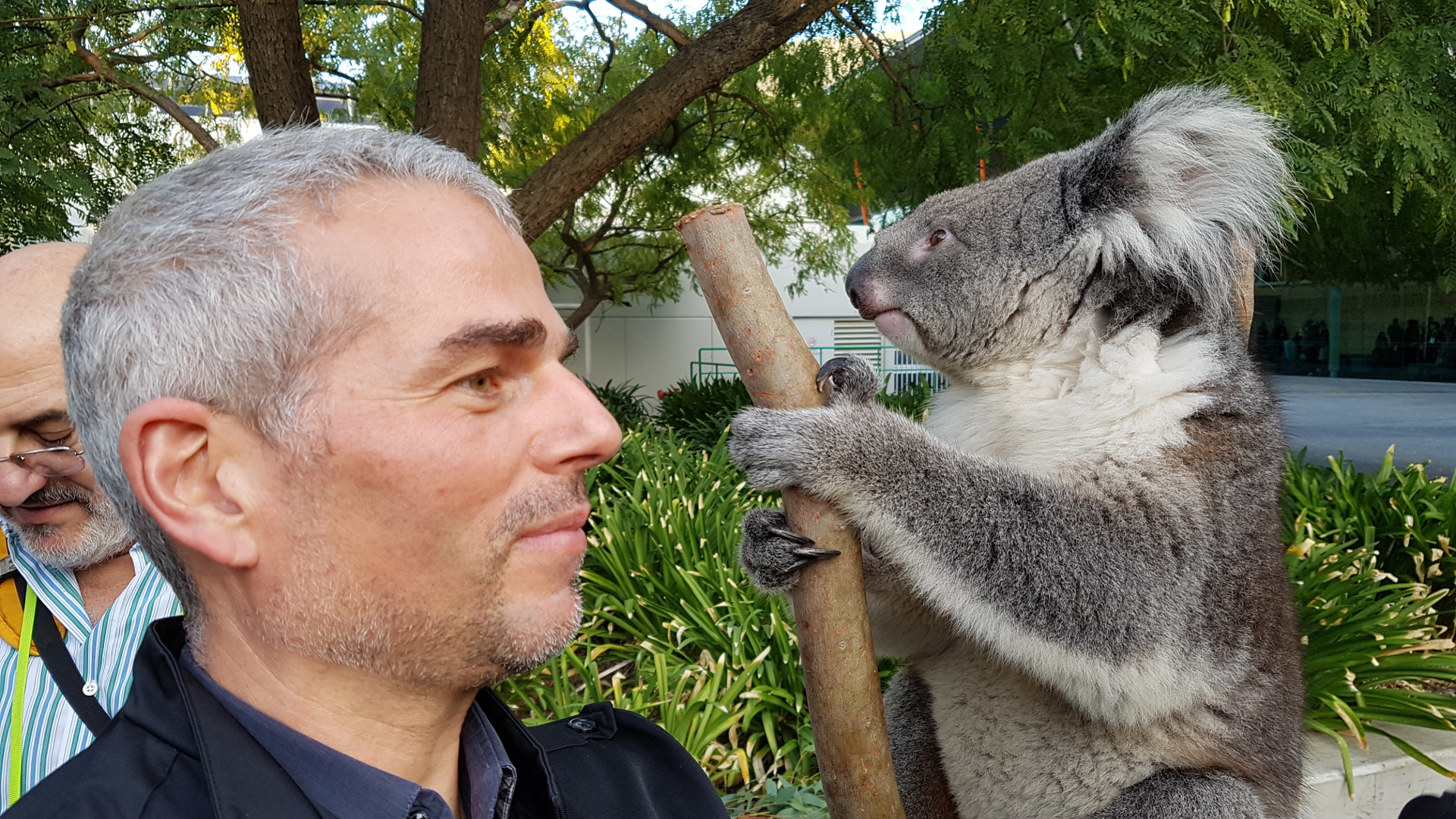 Laurent en grande conversation avec un koala