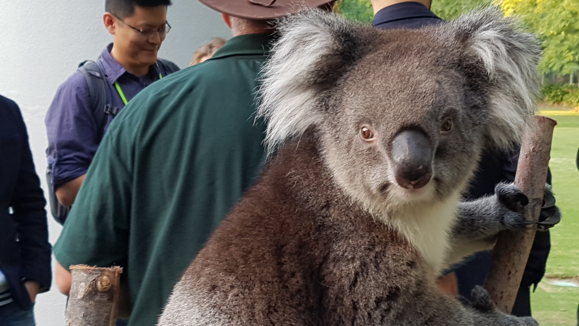Encore un koala