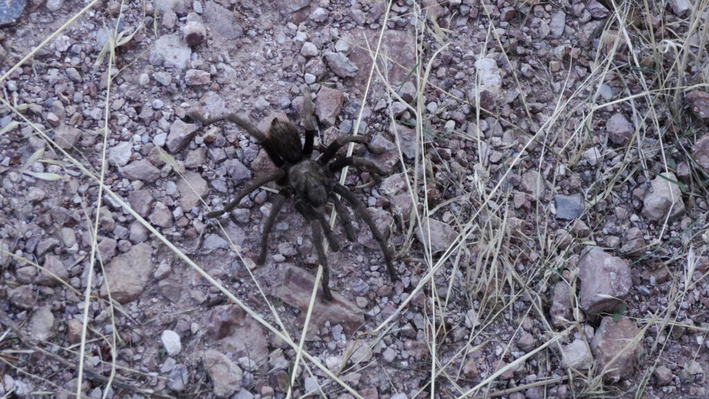 Une rencontre dans Pinnacles National Park